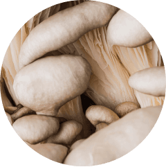 Betaglucan from oyster mushroom